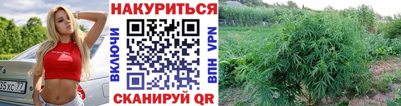 KRAKEN вход  Елизаветинская  Бошки марихуана сатива 